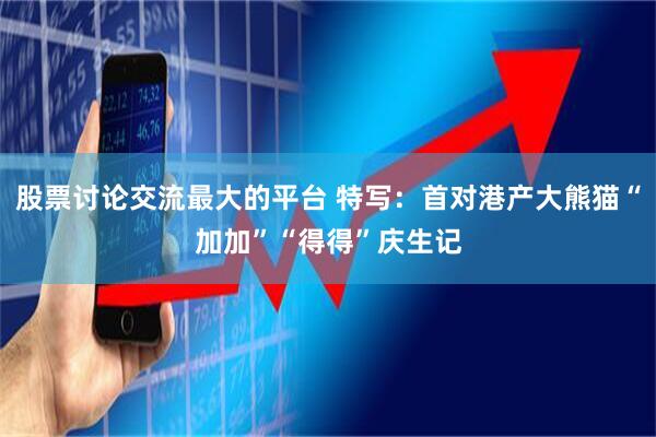 股票讨论交流最大的平台 特写：首对港产大熊猫“加加”“得得”庆生记
